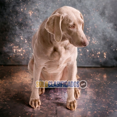 WEIMARANER  I WILL BE YOUR BEST FAITHFUL FRIEND FROM TODAY... 