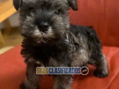 CACHORRITOS SCHNAUZER NEGROS $ 180 * DOS MESES DE EDAD  * MACHOS ... 