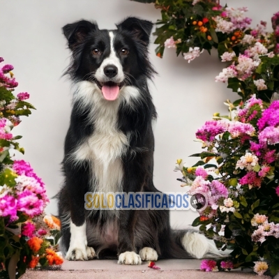 Border collie normal available north carolina... 