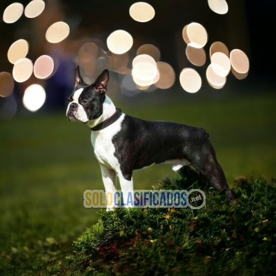 HERMOSO CACHORRO BOSTON TERRIER... 