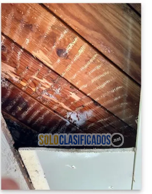 Solo Clasificados - Henrys     Bees     Removal      Service - imagen: 6