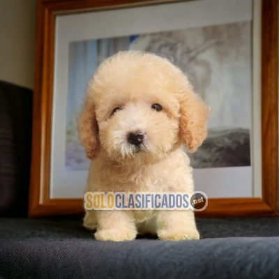 French Poodle Charming and Fine Puppies... 