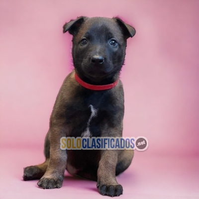 WONDERFUL PUPPIES BELGA MALINOIS SHEPHERD... 