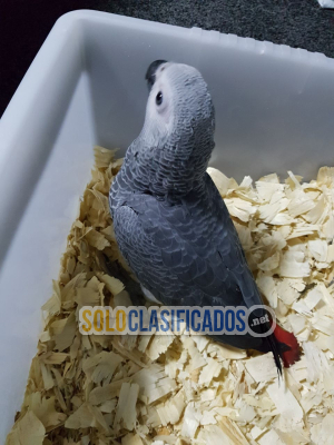 Solo Clasificados - A Pair of Talking African Grey Parrots/A Pair of Talking African Grey Parrots - imagen: 2