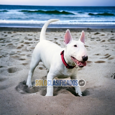 Bull Terrier Wonderful and Smart Puppies Waiting for You... 