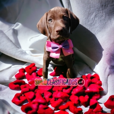 Labrador Retrievier Wonderful Puppies... 