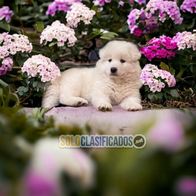 Beautiful puppies available SAMOYEDO with the best market conditi... 