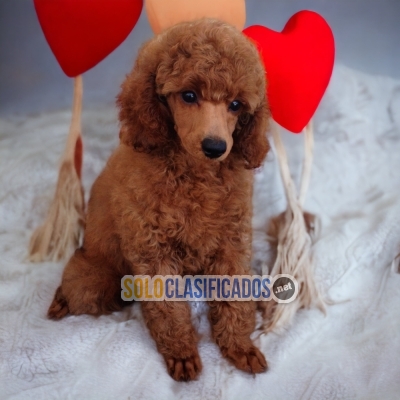 French Poodle Red Adorables Cachorros... 