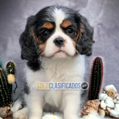 CAVALIER KING  GOOD FRIEND FOR YOU AND YOUR FAMILY CHEER UP... 