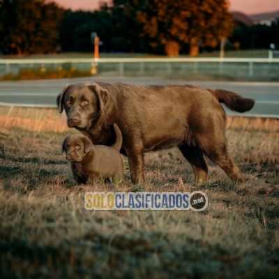 Labrador Retriever Brilliant Puppies... 