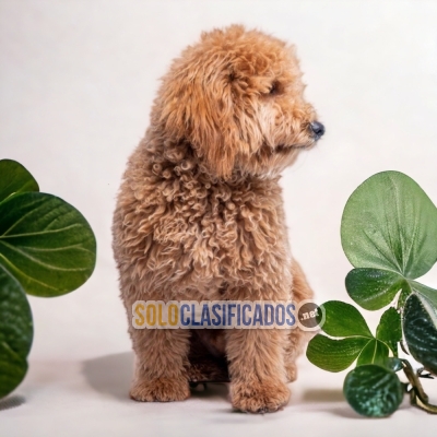 GOLDENDOODLE        IT WILL BE YOUR COMPANION AND BEST COMPANY FR... 