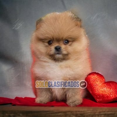 Pomerian Fine Puppies... 