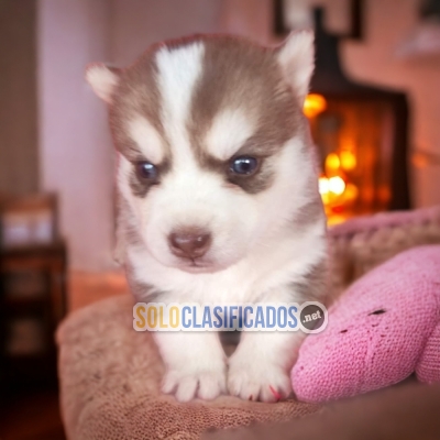 DISPONIBLES HERMOSOS POMSKY / POMSKY AVAILABLE... 