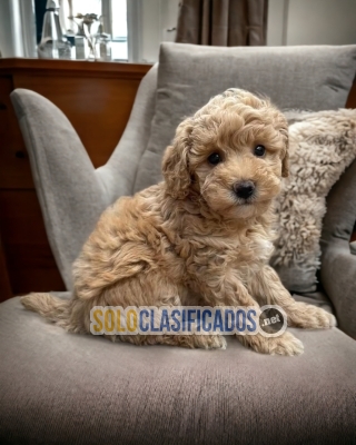 Cute Bichon Habanero Puppies... 