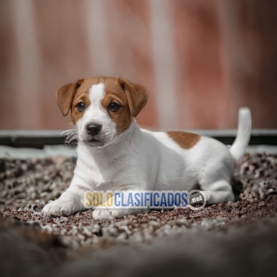 Adorable JACK RUSSELL para tu hogar... 