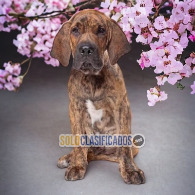 FILA BRASILEÑO  A FURRY FOR YOUR HOME... 