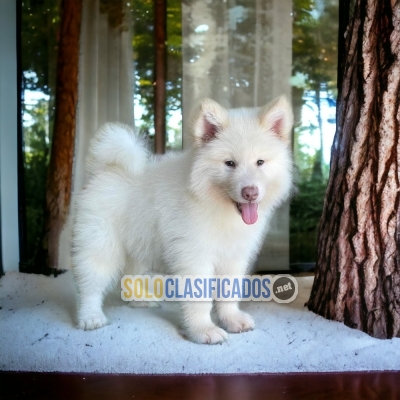 Excelente cachorro Alaskan Malamute... 