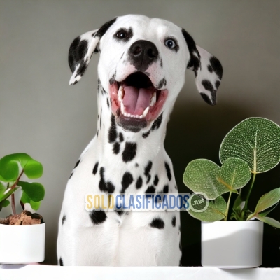 2ADORABLE DALMATA... 