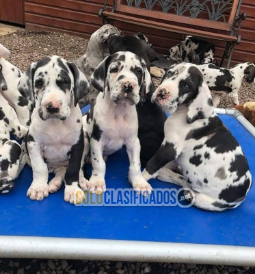 Hermosos cachorros de Gran Danés en adopción(+34711731404)...