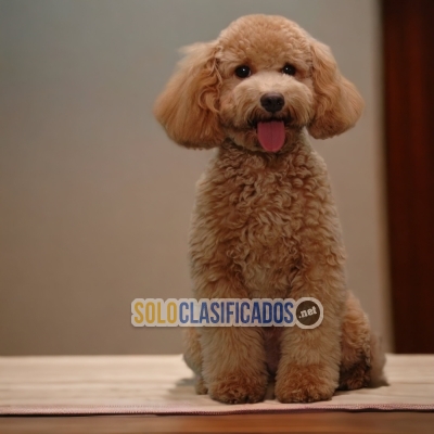 French Poodle Apricot Amazing Puppies... 