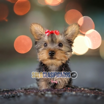 WONDERFULL  YORKSHIRE TERRIER... 