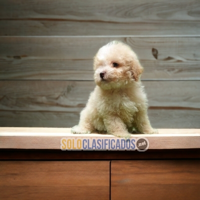 French Poodle / French Poodle disponible... 