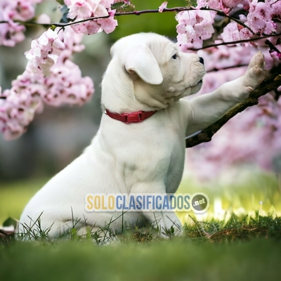 Dogo Argentino Tu Mejor Amigo... 