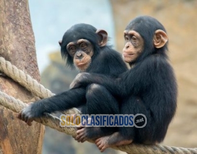 Lovely Chimpanzee Monkeys available for sale... 