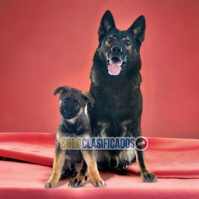 GERMAN SHEPHERD WORKING LINE AVAILABLE IN NORTH CAROLINA... 