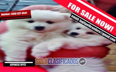 PRECIOUS JAPANESE SPITZ PUPPIES FOR NEW HOME... 