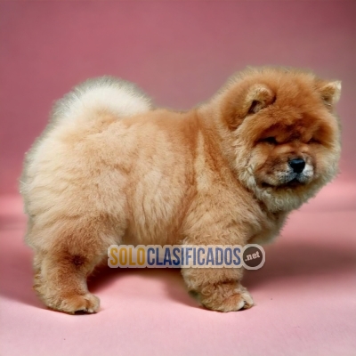 Beautiful puppies available CHOW CHOW with the best market condit... 