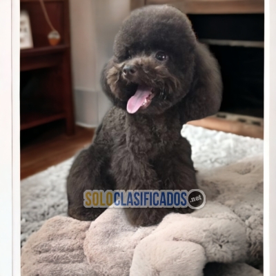 Beautiful CHOCOLATE FRENCH POODLE available... 