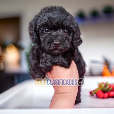 PRECIOSOS FRENCH POODLE NEGRO ilinois... 