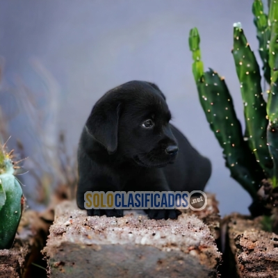 LABRADOR RETRIERVER BLACK NC... 