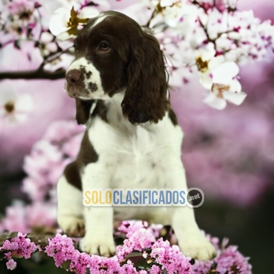 PRECIOSOS ENGLISH SPRINGER SPANIEL ilinois... 