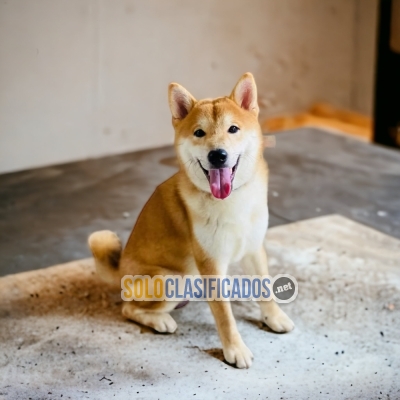 Magníficos AKITA INU JAPONES... 