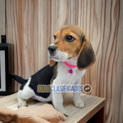 Precious Puppie Beagle Harrier... 