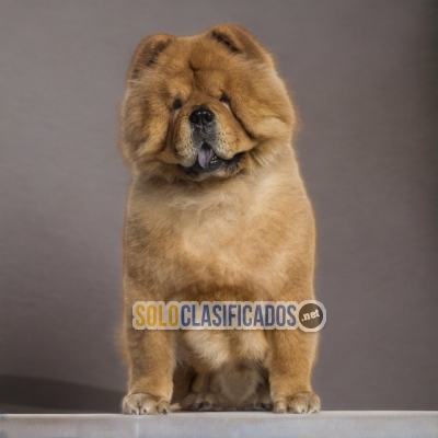 4ADORABLE CHOW CHOW... 