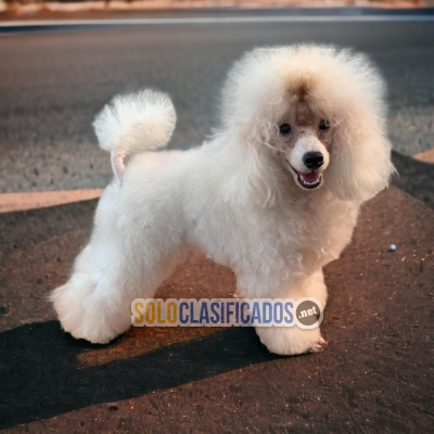 Bonito FRENCH POODLE NORMAL para tu hogar... 