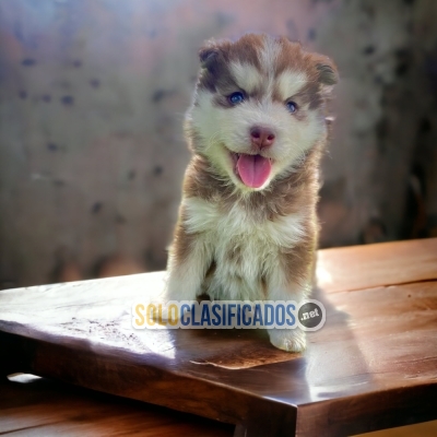 Preciosos y bellos cachorros HUSKY SIBERIANO... 