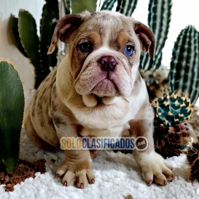 5ADORABLE BULLDOG INGLÉS EXÓTICO... 