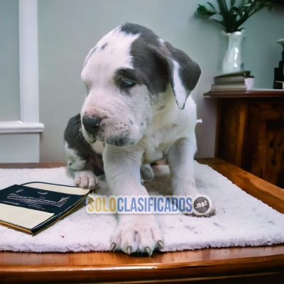 HERMOSO CACHORRO  GRAN DANÉS PARA SU HOGAR... 