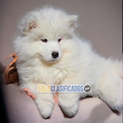 SAMOYEDO DISPONIBLE/AVAILABLE... 