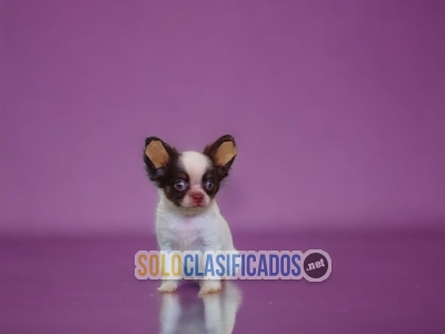 BEAUTIFUL AND CUTE CHIHUAHUAS DE PELO LARGO... 