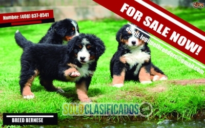 FOR SALE FULL BREED BERNESE MOUNTAIN PUPPIES... 