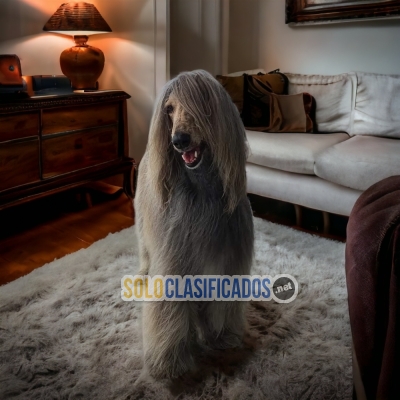 AFGHAN HOUND... 