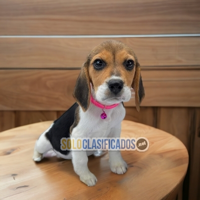 PUPPIES AVAILABLE BEAGLE HARRIER... 