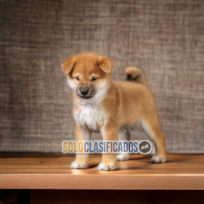 PUPPIES AKITA INU AVAILABLE NOW... 