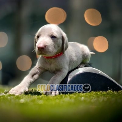 WEIMARANER DISPONIBLE/AVAILABLE... 