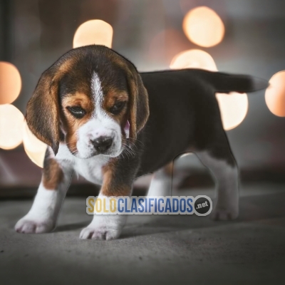 Beagle Poket Americano Cute Puppies Just for Your Familly... 